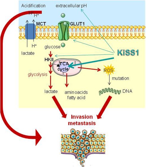 Figure 1. KiSS1 in regulation of metastasis and response to antitumor drugs. (Corno C, et al., 2019)
