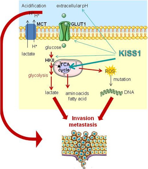 Figure 1. KiSS1 in regulation of metastasis and response to antitumor drugs. (Corno C, et al., 2019)