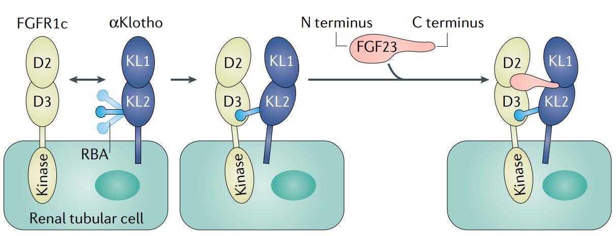 Figure 1. Structural basis of FGF23–αKlotho–FGFR1c complex formation. (Kuro-o M, et al., 2019)