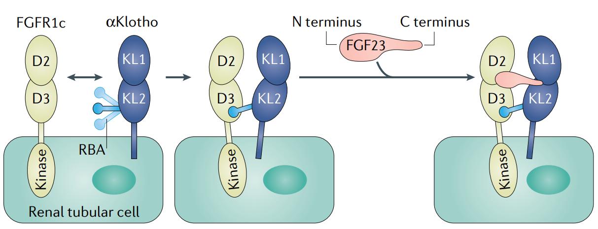 Figure 1. Structural basis of FGF23–αKlotho–FGFR1c complex formation. (Kuro-o M, et al., 2019)