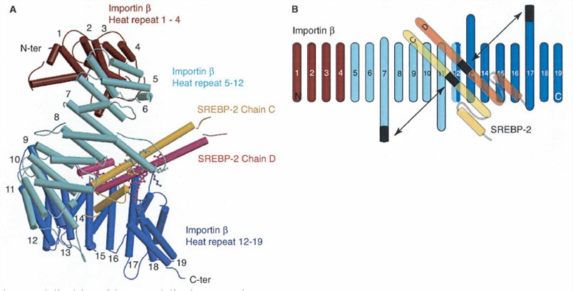 The Structure of Importin-ß Bound to SREBP-2. (Lee, S.J., et al. 2003)