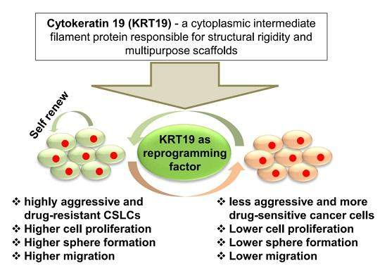 Figure 1. KRT19 as reprogramming factor. (Saha S K, et al., 2018)