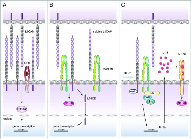 Figure 1. L1CAM can trigger different signaling pathways. (Kiefel H, et al., 2012)