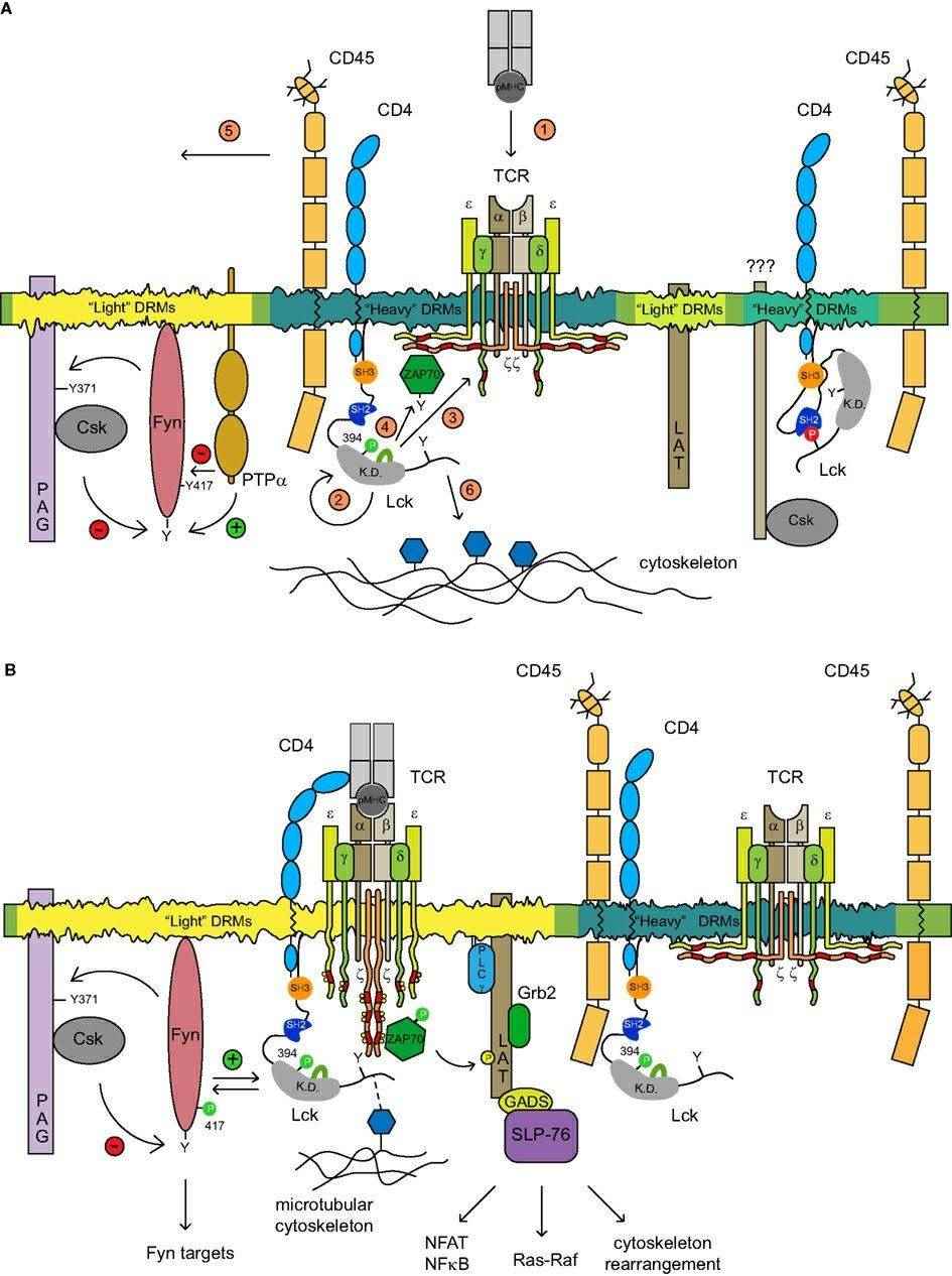 The proposed model of TCR triggering mechanism. (Filipp, D., et al. 2012)