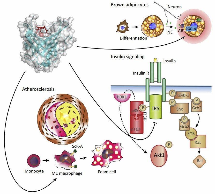 LCN2 and Metabolic Inflammation. (Moschen, A.R., et al. 2017)