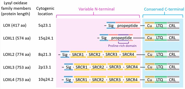 The structure of lysyl oxidase (LOX) family members. (Lin, H.Y., et al. 2020)