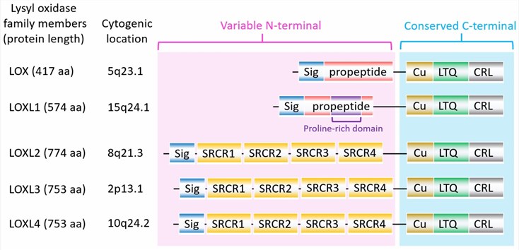 The structure of lysyl oxidase (LOX) family members. (Lin, H.Y., et al. 2020)