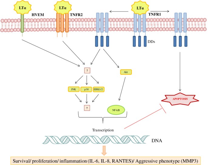 Figure 1. Proposed model for the action of lymphotoxin alpha (LTα) in rheumatoid arthritis (RA) fibroblast-like synoviocytes (FLSs). (Calmon-Hamaty F, et al., 2011)