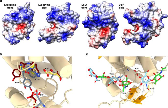 Figure 1. Active-site cleft and substrate-binding mode. (Harding C J, et al., 2020)