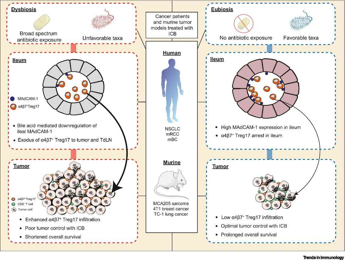 Figure 1. MADCAM1 biological functions. (Chelvanambi M, et al., 2023)