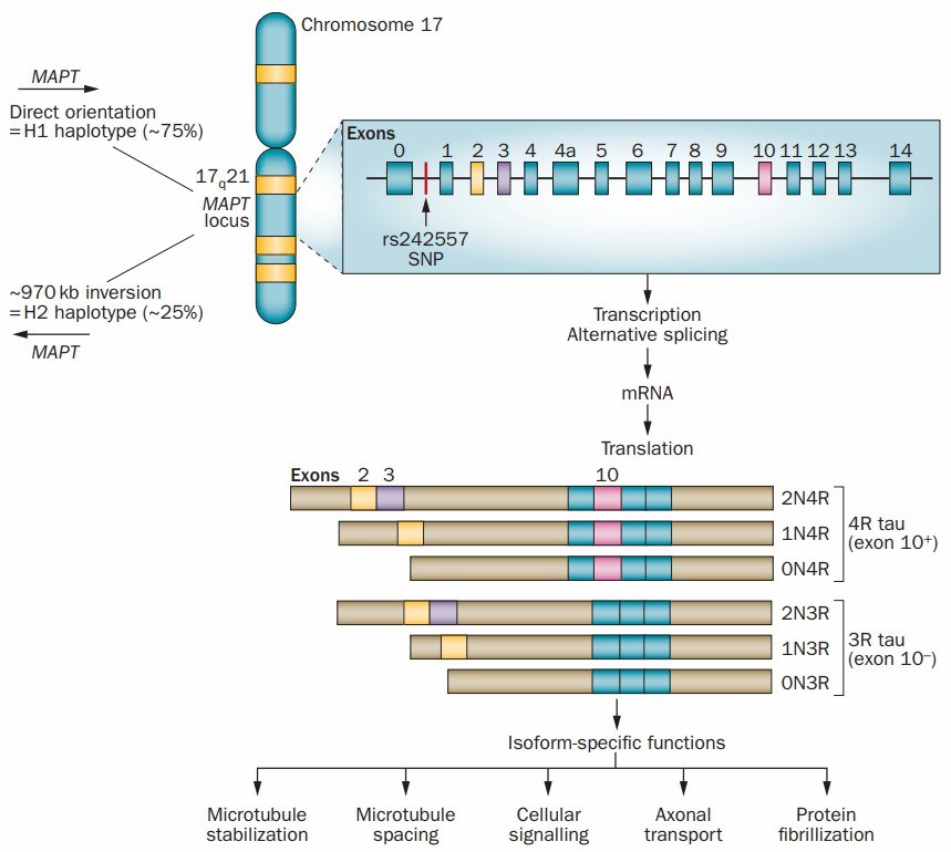 The MAPT gene locus and the tau protein isoforms. (Wade-Martins, R. 2012)