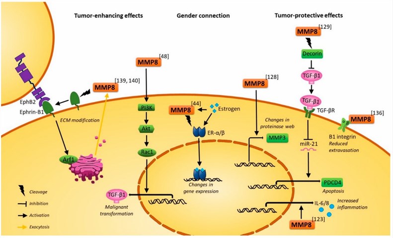 Tumor-protective molecular mechanisms of MMP8. (Juurikka, K., et al. 2019)