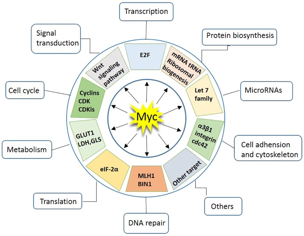 Myc regulates a spectrum of cellular functions. (Chen, H., et al. 2018)