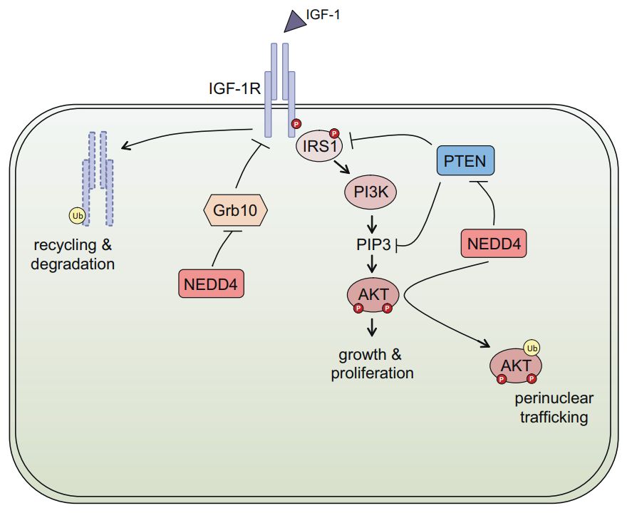 The proposed role of NEDD4 in IGF-1R signalling. (Boase, NA., et al. 2014)