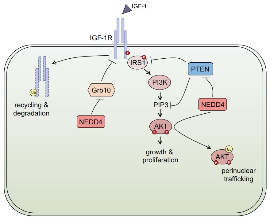 The proposed role of NEDD4 in IGF-1R signalling. (Boase, NA., et al. 2014)