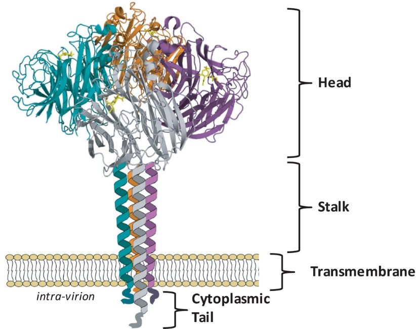 Figure 1. NA exists as a tetramer of four identical monomers. (McAuley J L, et al., 2019)