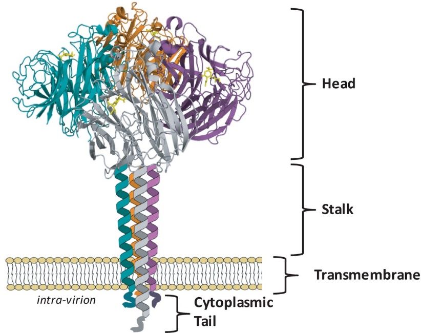 Figure 1. NA exists as a tetramer of four identical monomers. (McAuley J L, et al., 2019)