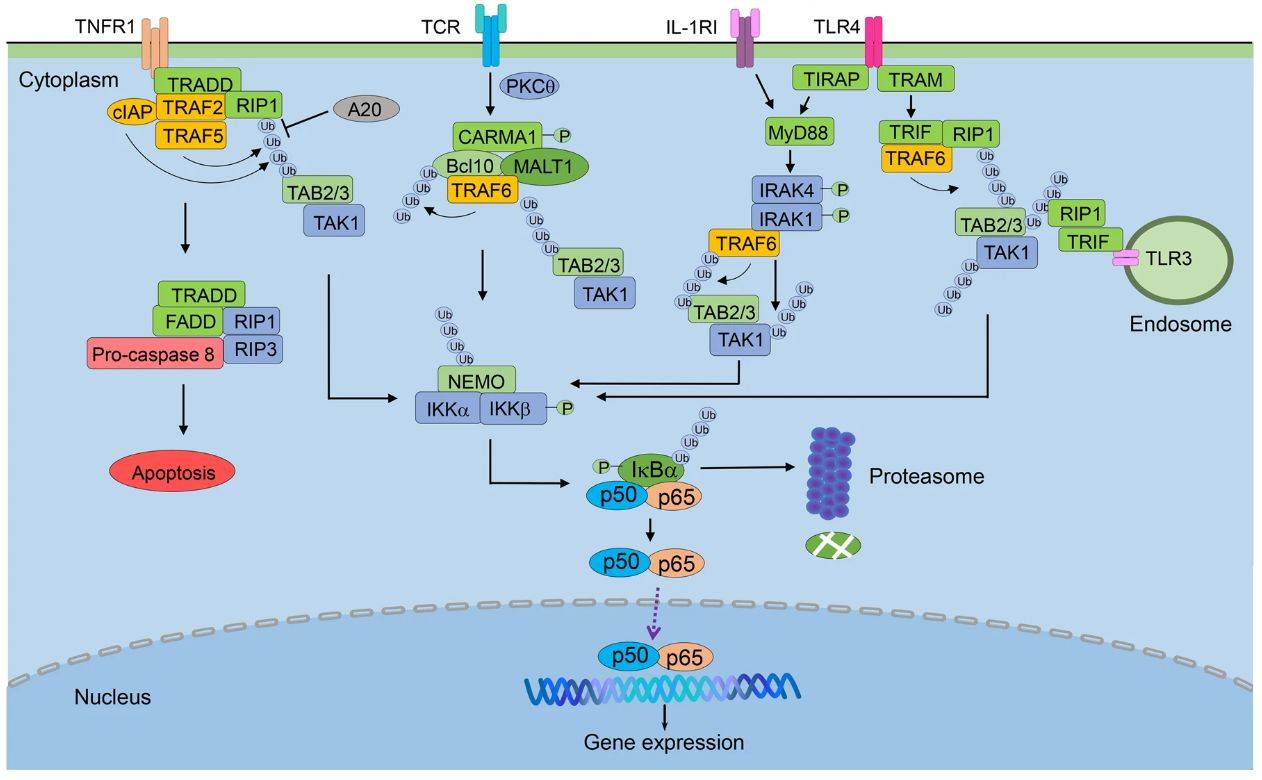 Activation and regulation of canonical NF-κB pathway. (Yu, H., et al. 2020)