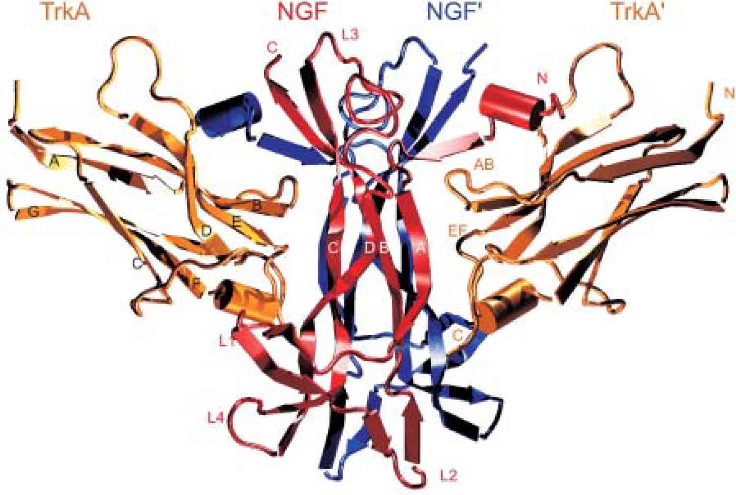 Three-dimensional structure of the complex formed by NGF homodimers and two TrkA domain 5. (Settanni, G., et al. 2003)