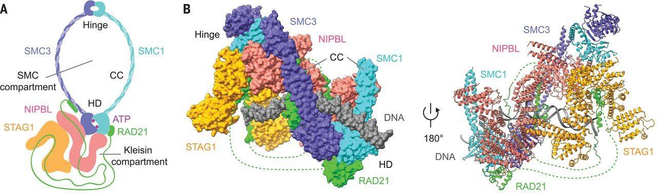Overall structure of the human cohesin-NIPBLC-DNA complex. (Shi, Z., et al. 2020)