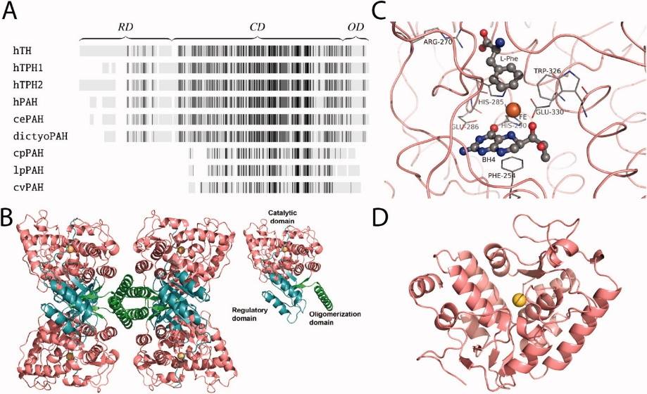 Figure 1. Domain organization and structure of PAH. (Flydal M I, et al., 2013)