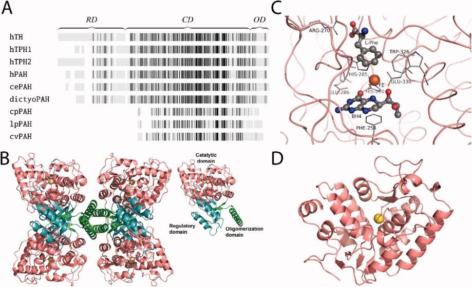 Figure 1. Domain organization and structure of PAH. (Flydal M I, et al., 2013)