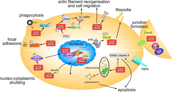 Figure 1. The biological functions of P21-activated kinase 4. (Dart A E, et al., 2013)