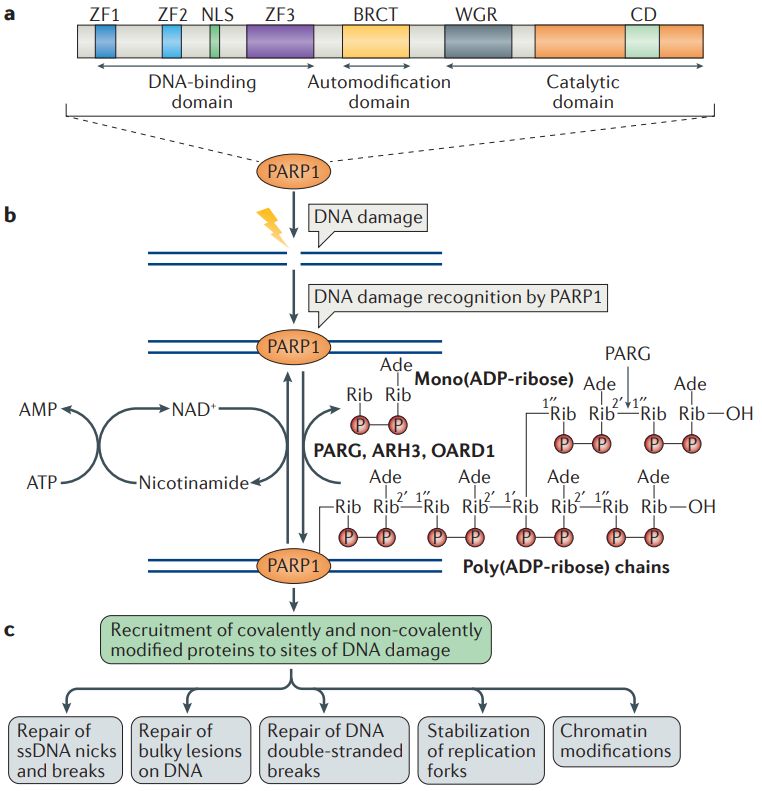 The biochemical functions of poly(ADP-ribose) polymerase 1 in DNA damage repair. (Ray Chaudhuri, A., et al. 2017)