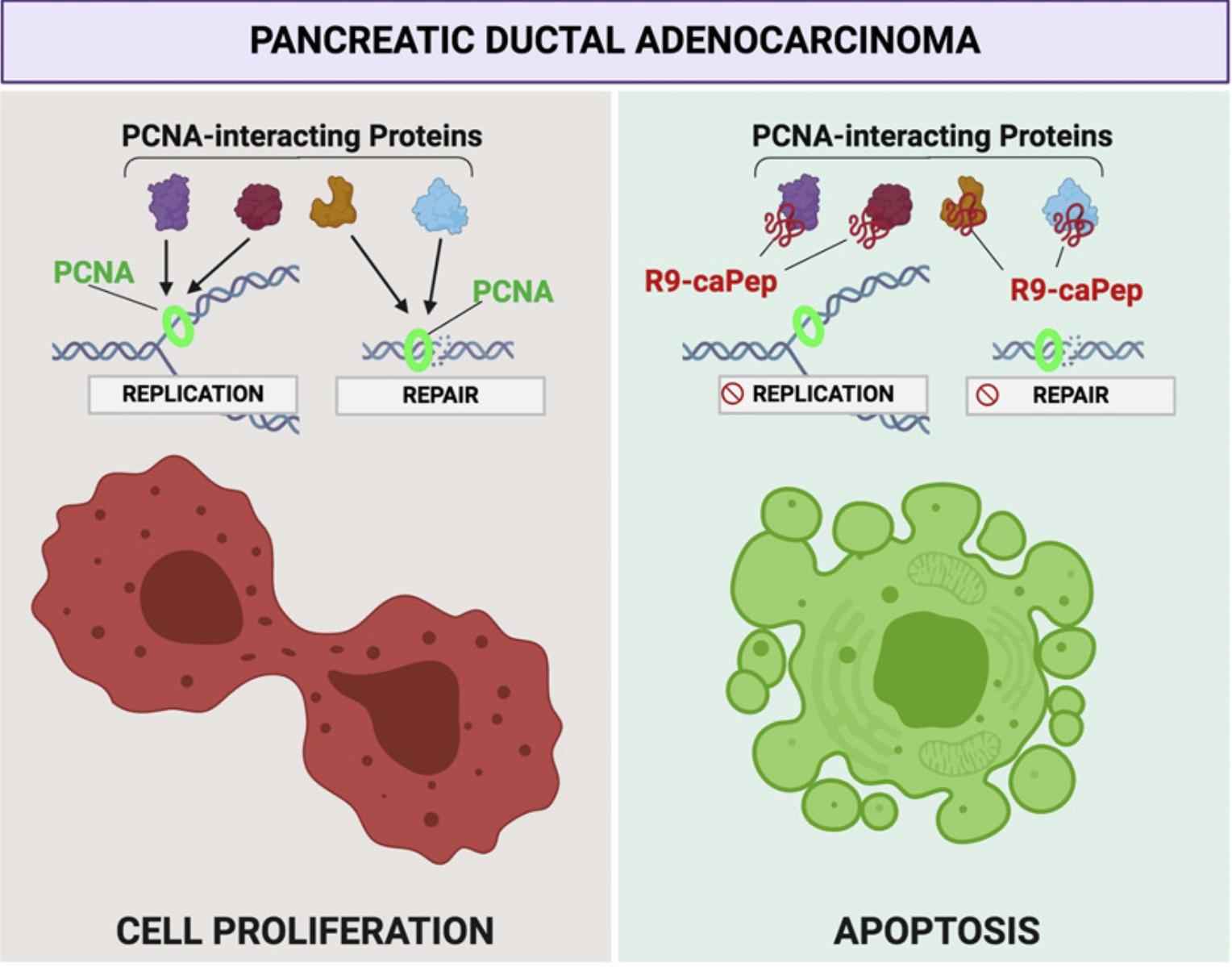Figure 1. Molecular targeting of cancer-associated PCNA interactions in pancreatic ductal adenocarcinoma. (Smith S J, et al., 2020)