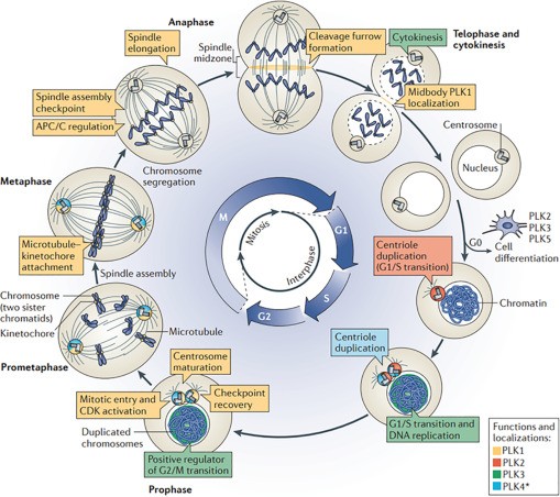 Figure 1. PLKs play multiple roles during the mammalian cell cycle. (Dube D, et al., 2022)