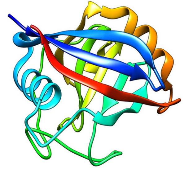 Figure 1. The beta-barrel structure OF Human Cyclophilin A. (Idris M, et al., 2019)