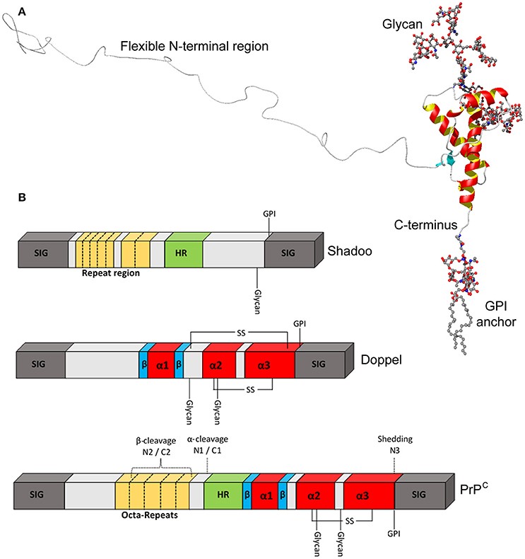 Structural features of PrPC. Castle, A.R., et al. 2017)