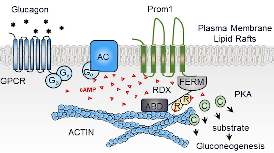 Figure 1. Prominin‐1‐Radixin axis controls hepatic gluconeogenesis by regulating PKA activity. (Lee H, et al., 2020)
