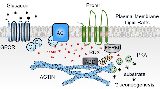 Figure 1. Prominin‐1‐Radixin axis controls hepatic gluconeogenesis by regulating PKA activity. (Lee H, et al., 2020)