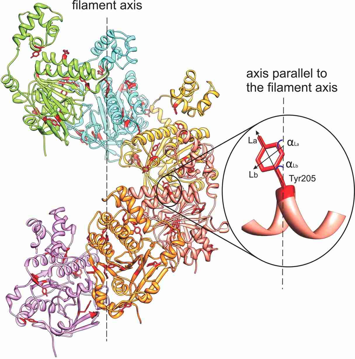 Model structures of the HsRad51 helical filament. (Reymer, A., et al. 2009)