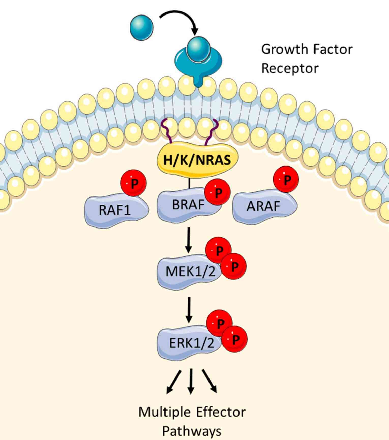 Figure 1. The RAF-MEK-ERK pathway is activated by H/K and NRAS upon extracellular stimuli. (Nolan A A, et al., 2021)