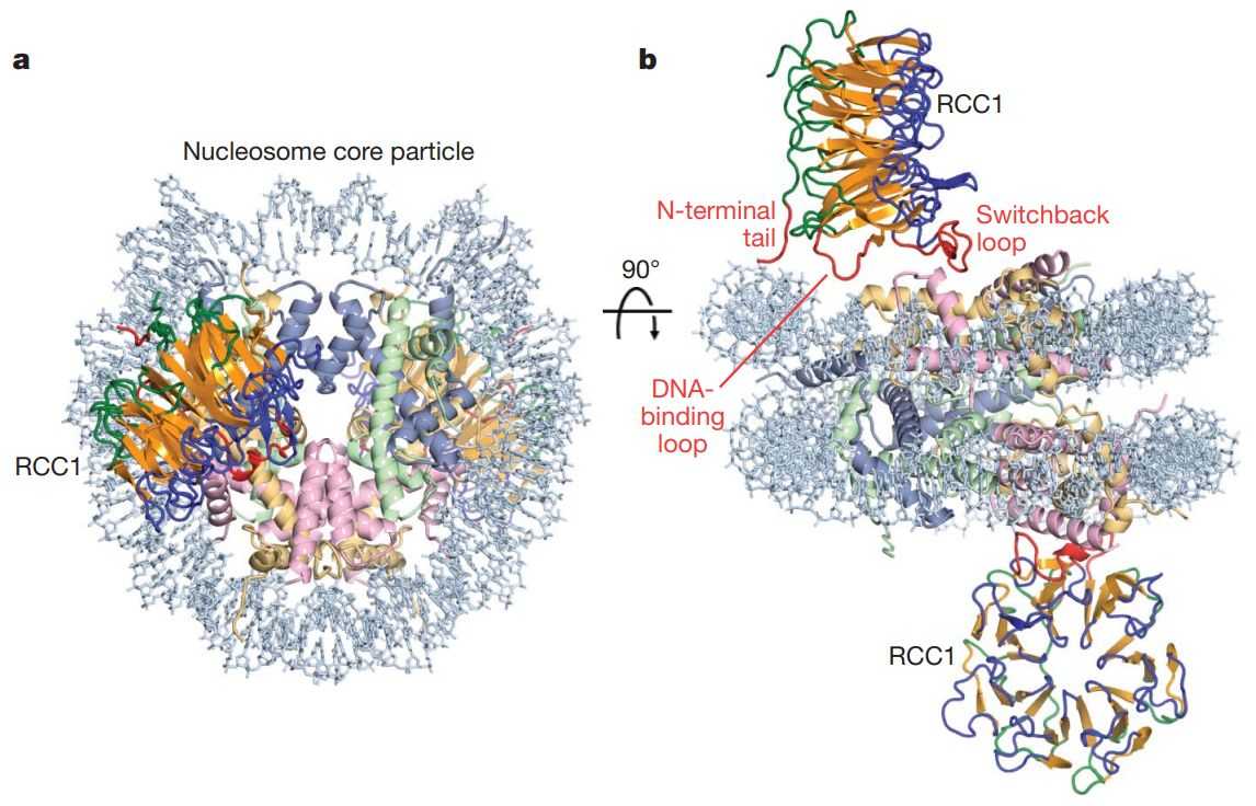 Crystal structure of RCC1–nucleosome core particle complex. (Makde, R., et al. 2010)