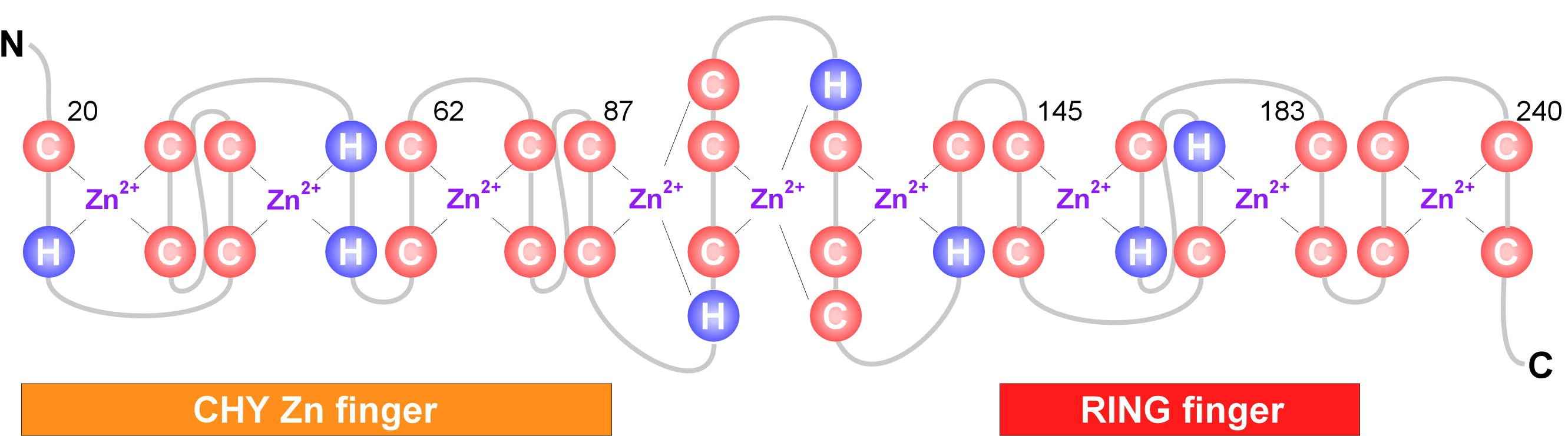 Secondary sequence organization of the CHY-zinc-finger/RING-finger domain. (Jung, Y.S., et al. 2012)