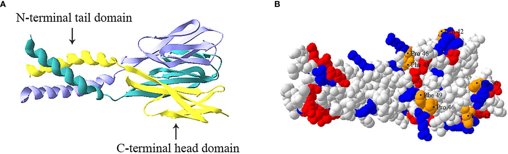 Trimeric structure of human resistin. (Li, Y., et al. 2021)