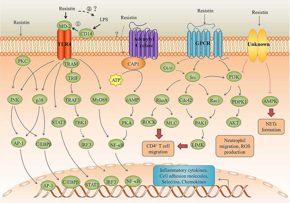 Resistin signaling pathways in inflammation and immune regulation. (Li, Y., et al. 2021)