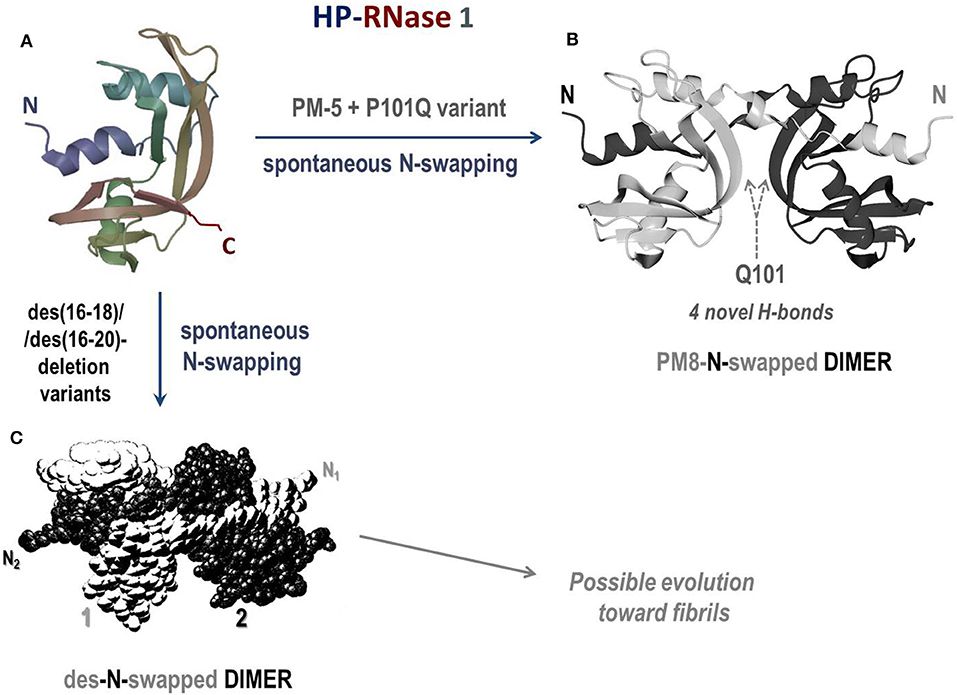Structures of the human pancreatic RNase 1 and of the dimers of two of its mutants. (Gotte, G., et al. 2019)