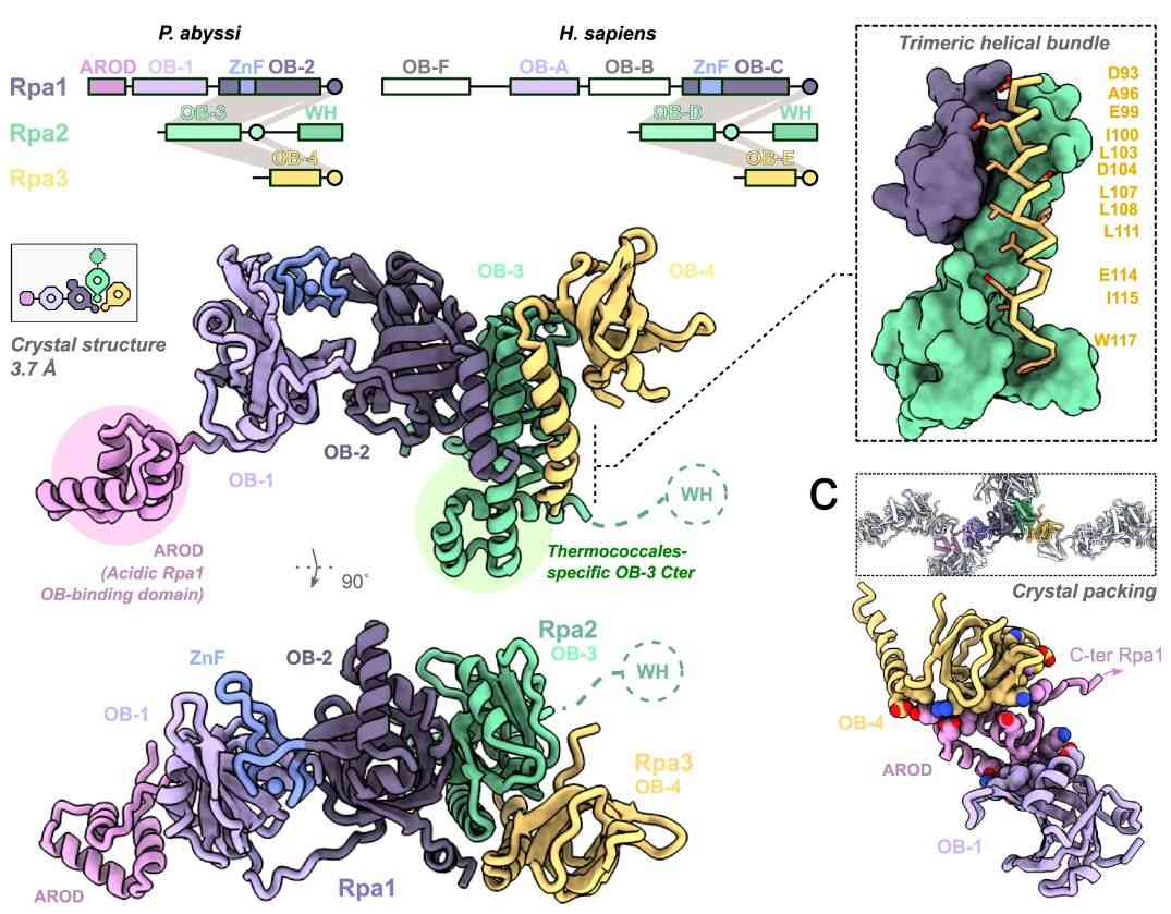 Structure of the archaeal RPA. (Madru, C., et al. 2023)