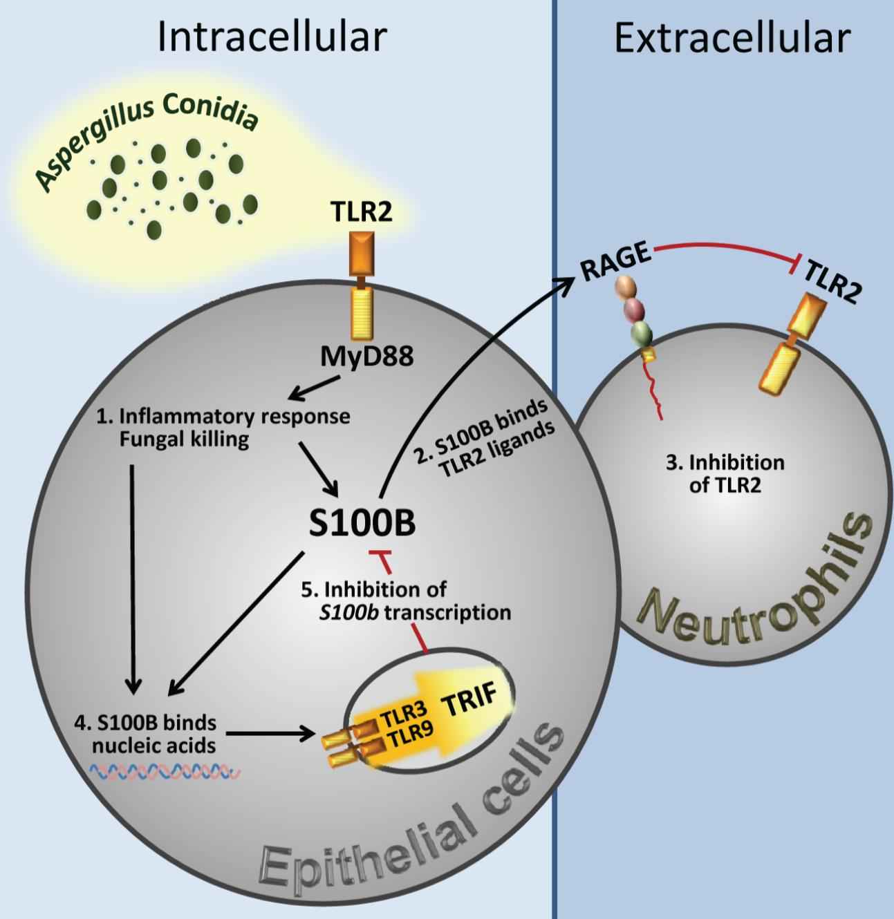 Figure 1. Spatiotemporal integration of signals from TLRs and RAGE by S100B limits pathogen– and danger–induced inflammation. (Sorci G, et al., 2011)