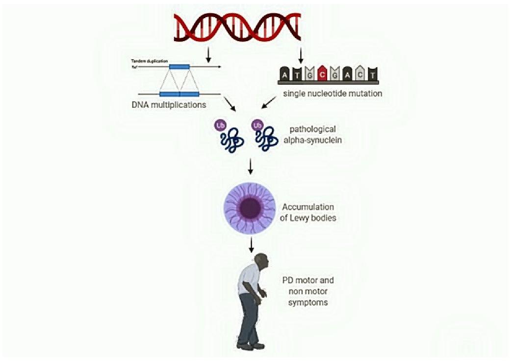 Figure 1. The impact of SNCA variation in the development of non-motor symptoms in Parkinson's disease. (Magistrelli L, et al., 2021)
