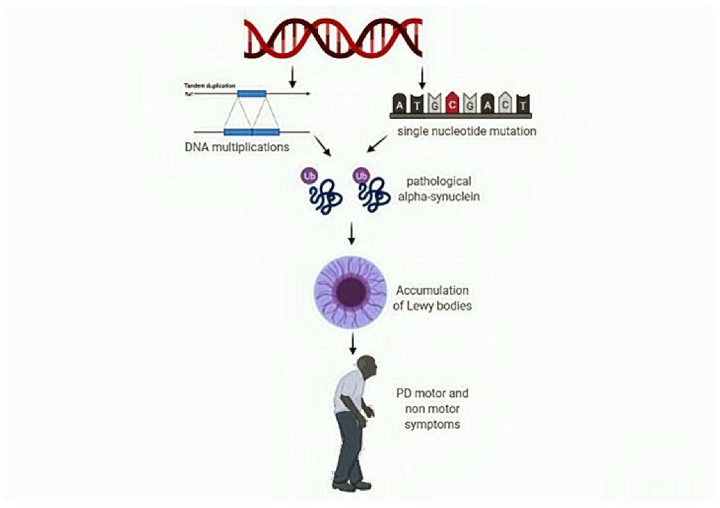 Figure 1. The impact of SNCA variation in the development of non-motor symptoms in Parkinson's disease. (Magistrelli L, et al., 2021)