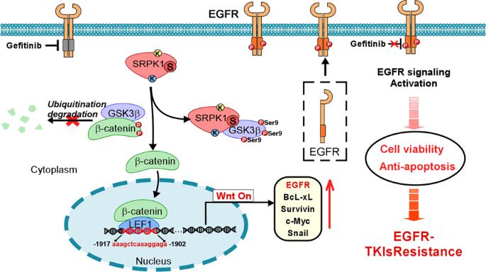 Figure 1. SRPK1 promotes EGFR-TKI resistance. (Huang J Q, et al., 2023)