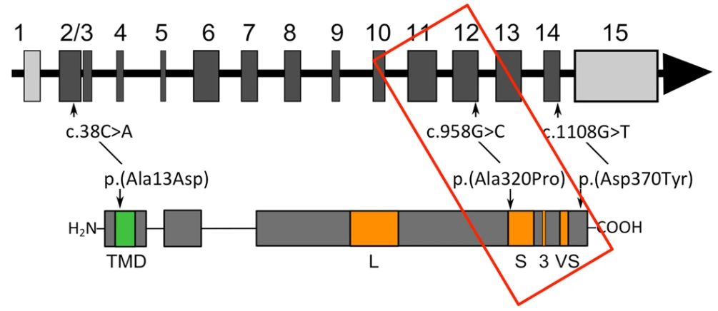 ST3GAL3 structure and localization. (van Diepen, L., et al. 2018)