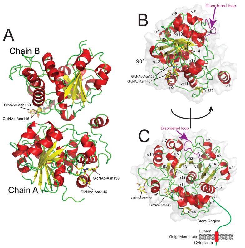 Schematic representations of the ST6GAL1 structure. (Meng, L., et al. 2013)