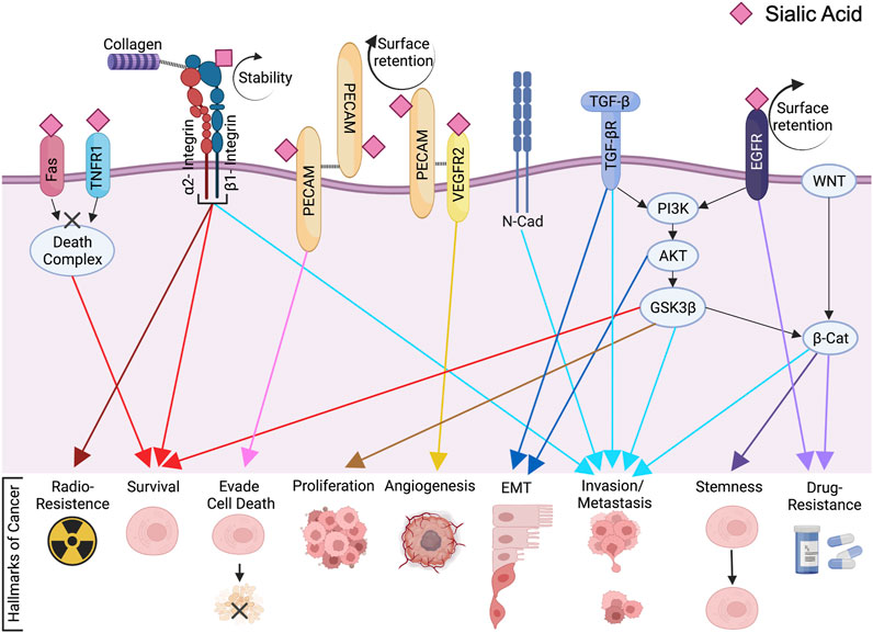 ST6Gal1-mediated Signaling Cascades in Cancer. (Gc, S., et al. 2022)
