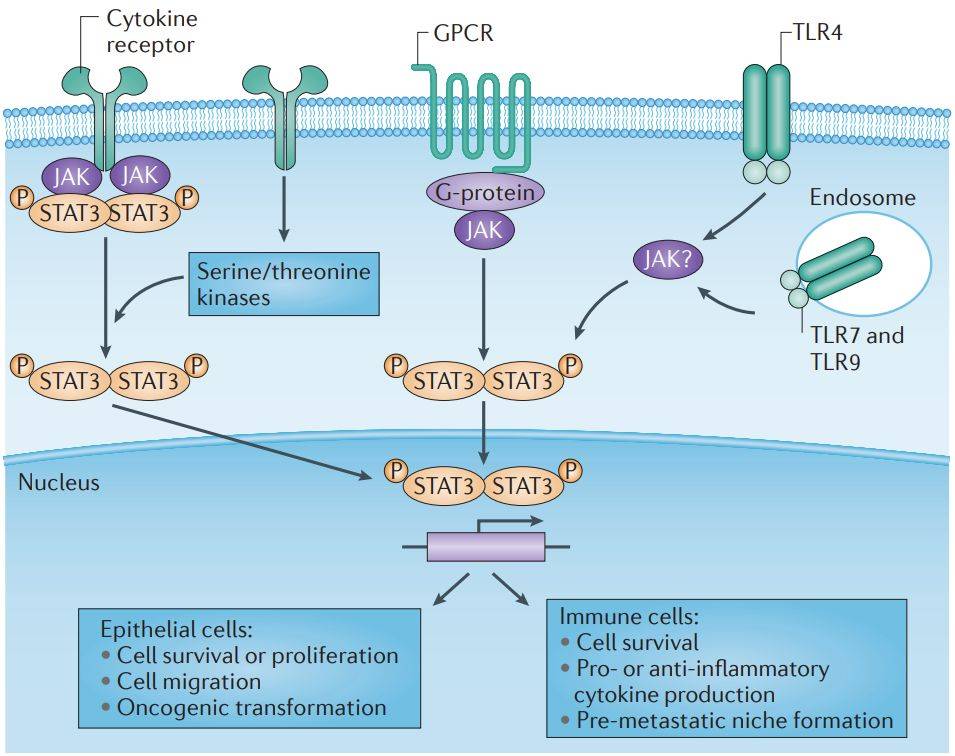 Pathways activating JAK–STAT3 signalling in cancer. (Yu, H., et al. 2014)